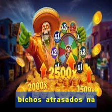 bichos atrasados na loteria federal